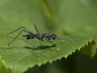 Predatory fly on a leaf Franche-Comté France