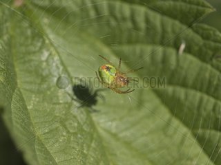 Cucumber green Spider on its web under a leaf France