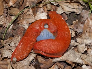 Chocolate Slugs mating on dead leaves France