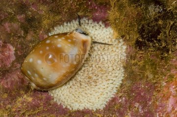 Pacific deer cowrie Mont Dore New Caledonia