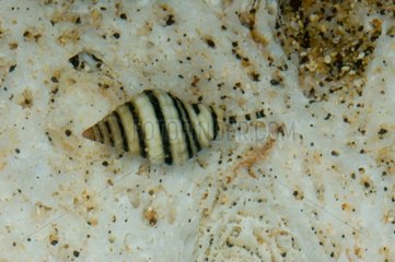 Whelk on sand Noumea New Caledonia