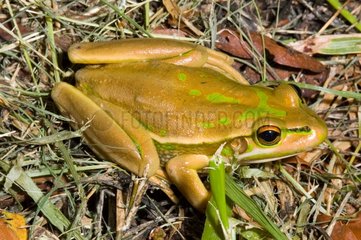 Green and Golden Bell frog on ground Koumac New Caledonia