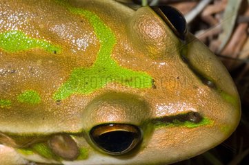 Portrait of Green and Golden Bell frog Koumac New Caledonia