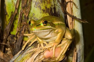 Green and Golden Bell frog on stem Koumac New Caledonia
