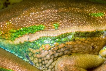 Skin of Green and Golden Bell frog Koumac New Caledonia