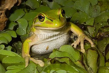Green and Golden Bell frog on foliage Koumac New Caledonia