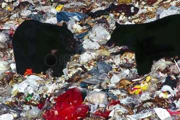 Black bears eating in garbage dump in Alaska