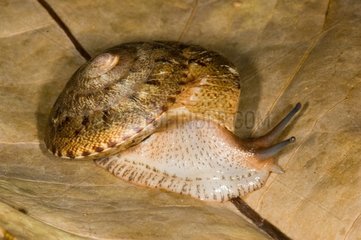 Discidae Snail on leaf Mountains Koghi New Caledonia
