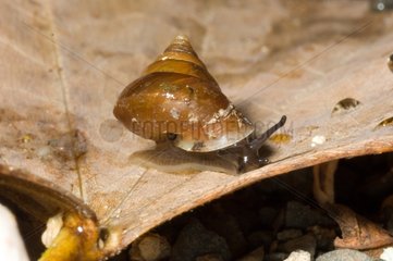 Draparnaudiidae Snail on leaf New Caledonia