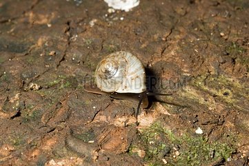 Helicinidae Snail on bark New Caledonia