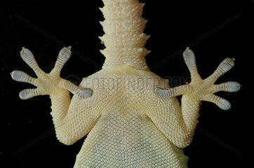 Crocodile Gecko bottom view on black background
