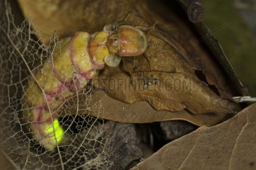 Female Glow Worm lighting in the dark Spain