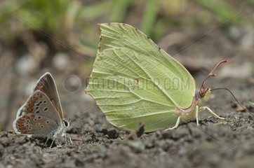 Cleopatra butterfly seeking and licking salty humidity