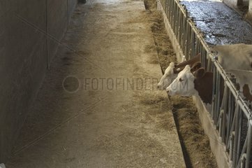 Montbeliarde -Kühe im freien Ablauf