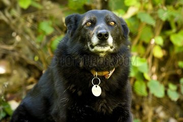 Porträt eines alten Hundes Frankreich