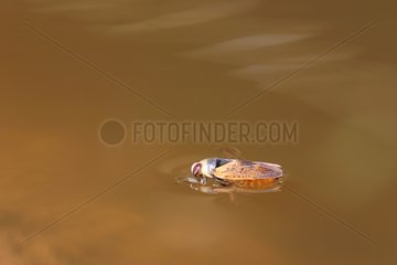 Water strider floating on water France