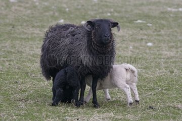 Young lambs sucking at their mother Hebrides Scotland