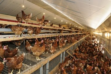 Chickens at poultry farm in laying hens