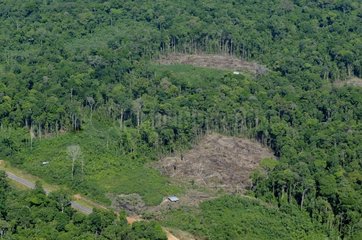 Primärwaldfreiheit und Brennen French Guayana