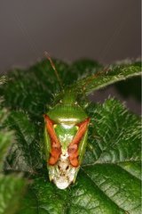 Bedbug poses on a leaf Belgium