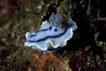 Nudibranch Manado Celebes Sea Indonesien