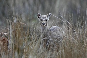 Female Sika deer hidden in the tall grass GB