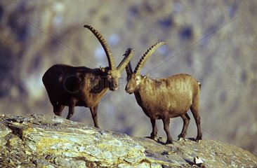 Ibexes of the Alps in the National park of Vanoise