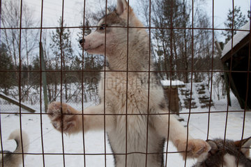 Husky dogs in Finland
