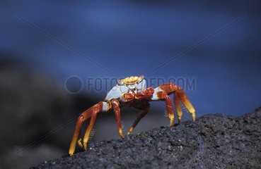 Sally Lightfoot Crab Galapagos