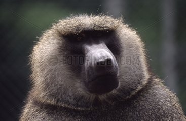 Portrait of a male Anubis baboon in a reproduction center