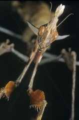 Portrait of an Indian Rose Mantid India