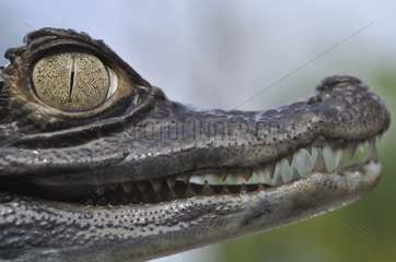 Portrait of Young Spectacled Caiman French Guiana
