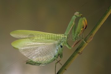 Praying mantis on a stem France