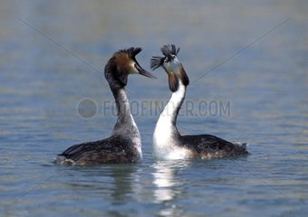 Courtship behaviour of Great Crested Grebes on water