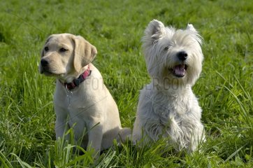 Young Labrador Bitch and adult Westie in grass