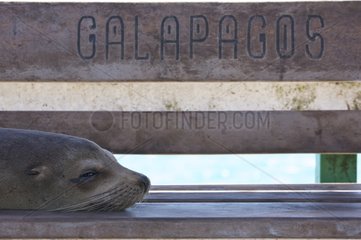 Galapagos Seelöwen ruhen auf einem Dock Baltra Galapagos