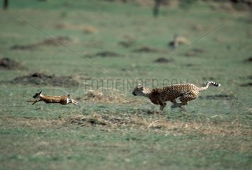 Cheetah running to capture a young antelope Kenya