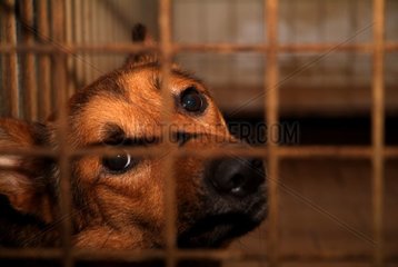 Portrait of a cross German Shepherd in his cage France
