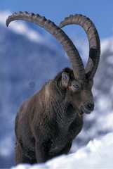 Portrait of a male Ibex in the snow Vanoise NP