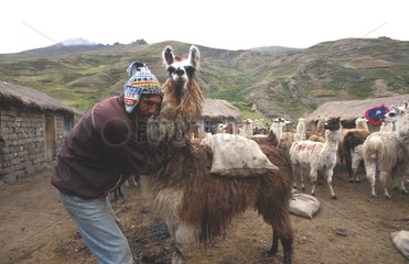 Lamas und Züchter Bolivien
