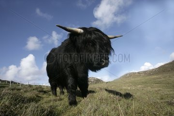 Highland cow in a meadow Hebrides Scotland