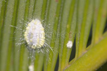 Close-up of an aphid on a leaf
