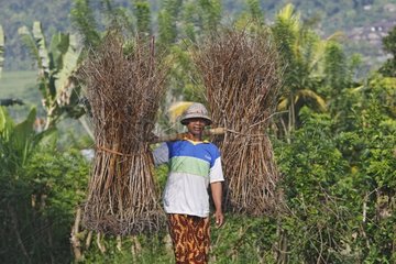 Man carrying twigs for the fire Bali Indonesia