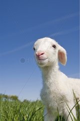 Newborn Lamb East wool Merino in a meadow France