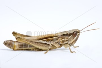 Close up of a grasshopper in studio
