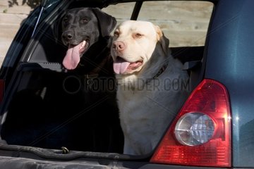 Hunde  die im Kofferraum eines Frankreichautos sitzen