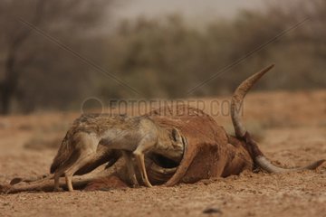 African wolf eating a dead zebu in Senegal