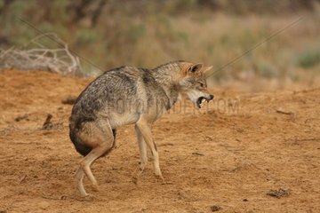 African wolf with posture of intimidation Senegal