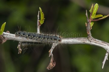 Small Eggar caterpillar on branch of Prunus Lorraine France