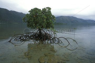 Lone Mangrove New Caledonia